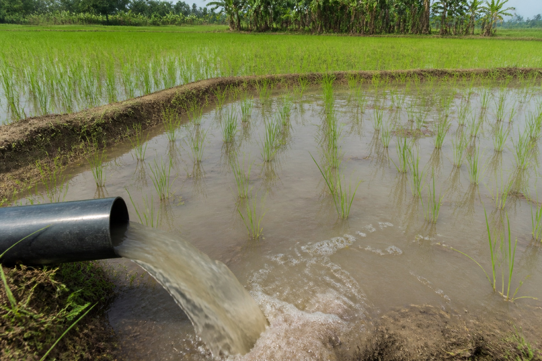 Air irigasi masuk ke petak sawah